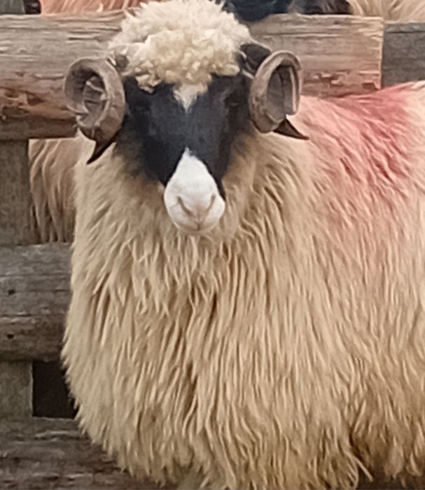 Disponibil noatin cu nasu alb