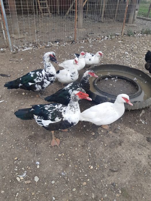 Rațe și rățoi mute