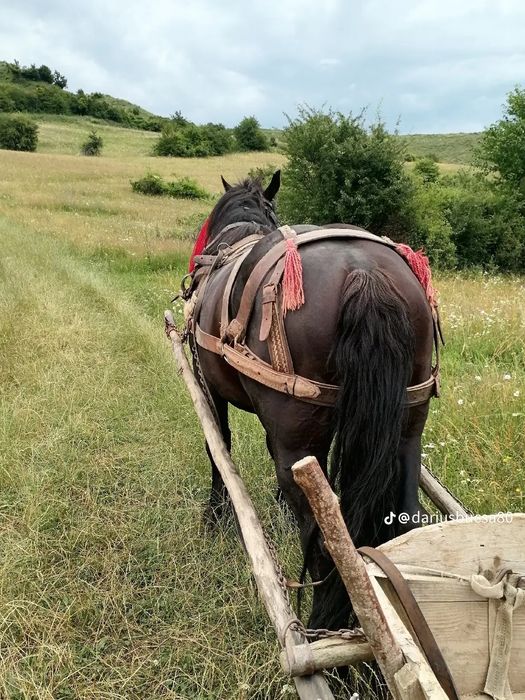 Vind armăsar de 5 ani garantat la lri ce lucru