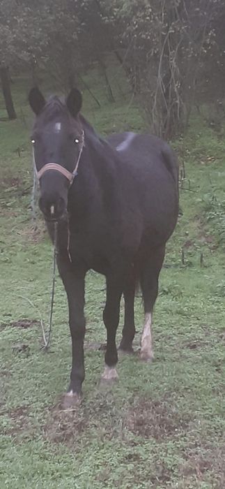 Vand 2 vaci si o iapa