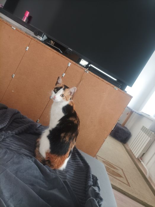 Отдам кошку в добрые руки