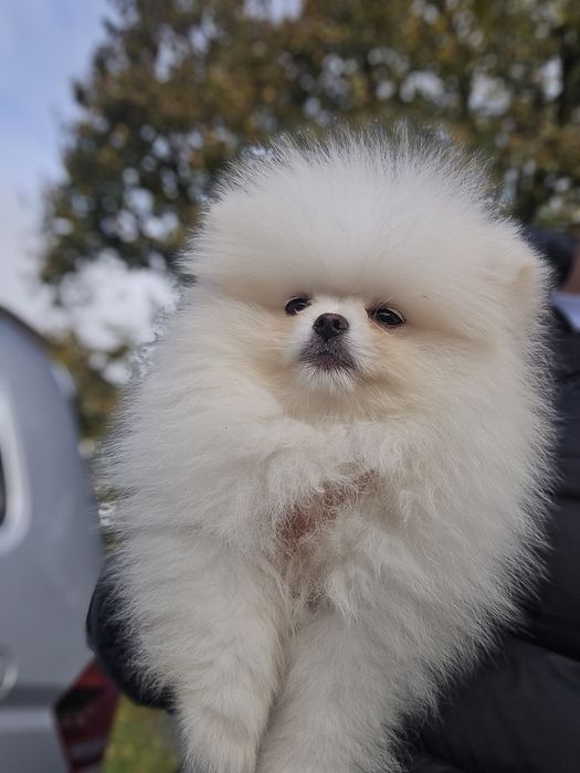 Померани на 3 месеца