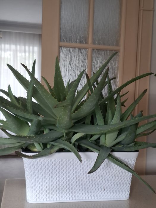 Комнатные растения-алое вера
