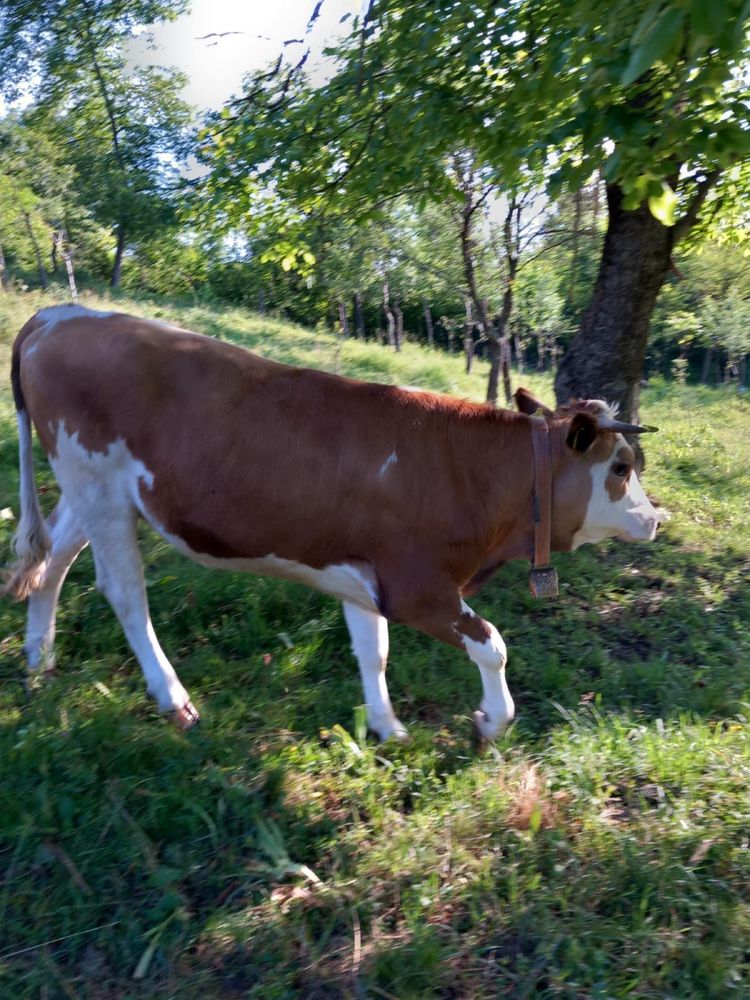 Junincuțe gestante