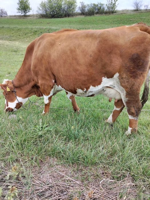 Vând vaca Bălțata romaneasca