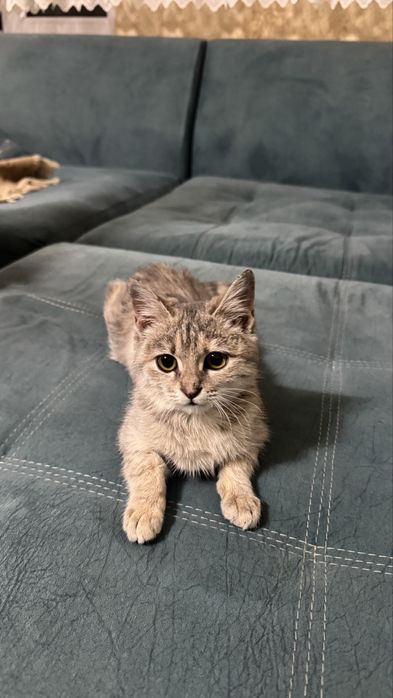 Мысық кошка котёнок