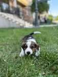 Catelusa spre adoptie