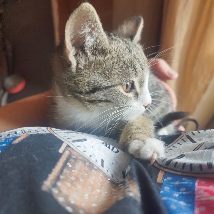 подаряват се котенца