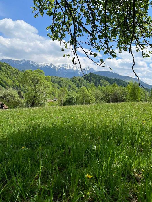 PROPRIETAR - 3274 mp intravilan Simon (BRAN)