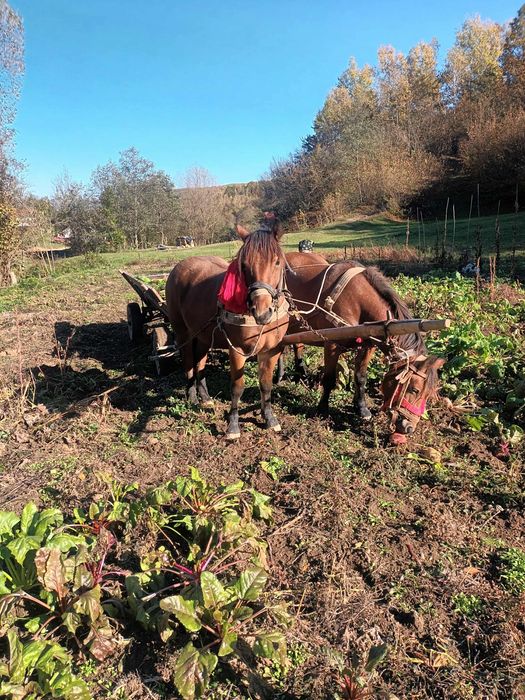 Este foarte bland trage la carută are 2 ani jumate