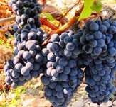 Struguri de vin albi si negri Feteasca Muscat Ottonel Riesling Merlot