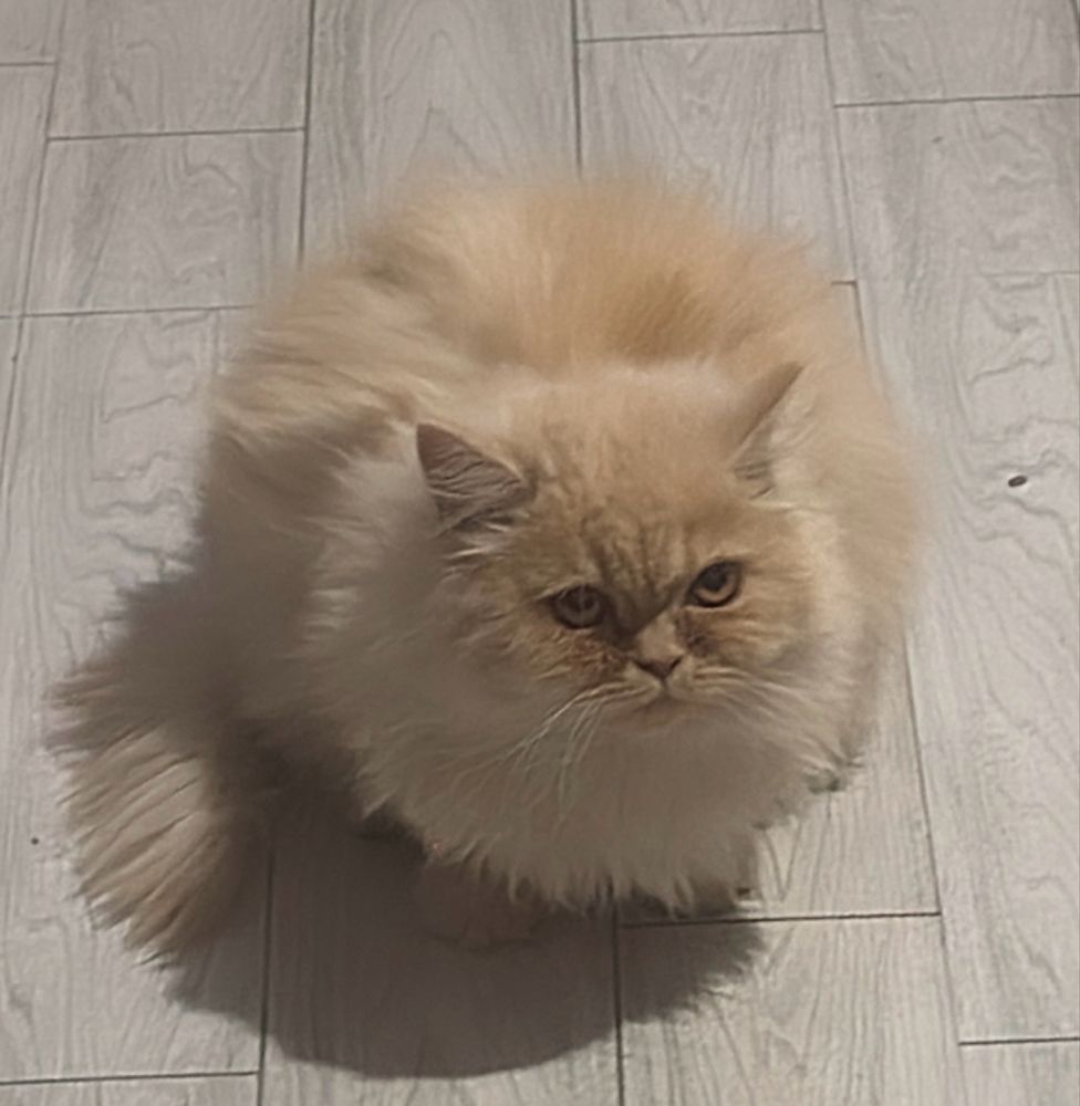 Продается кошка. Скоттиш страйт персидский. Очен ласковая.