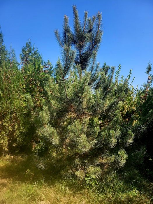 Сосна европейская в разных размерах