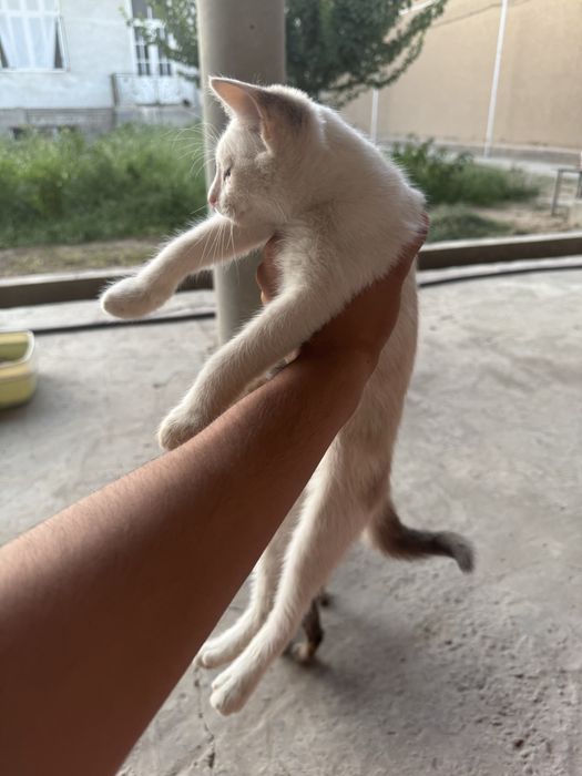 Ona bola mushuklar
