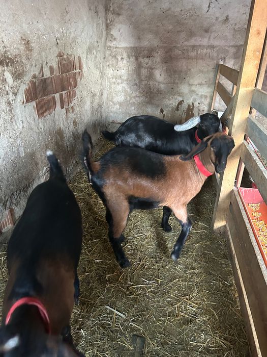 Vând capre Anglo Nubiane