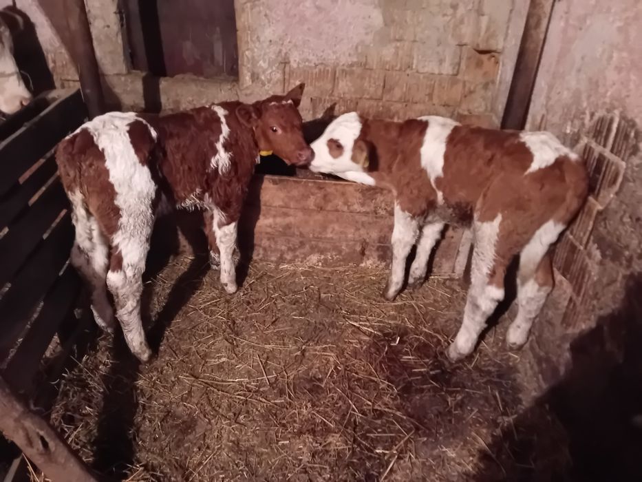 Vând un tăuraș și o vițea balțată de 3 săptămâni