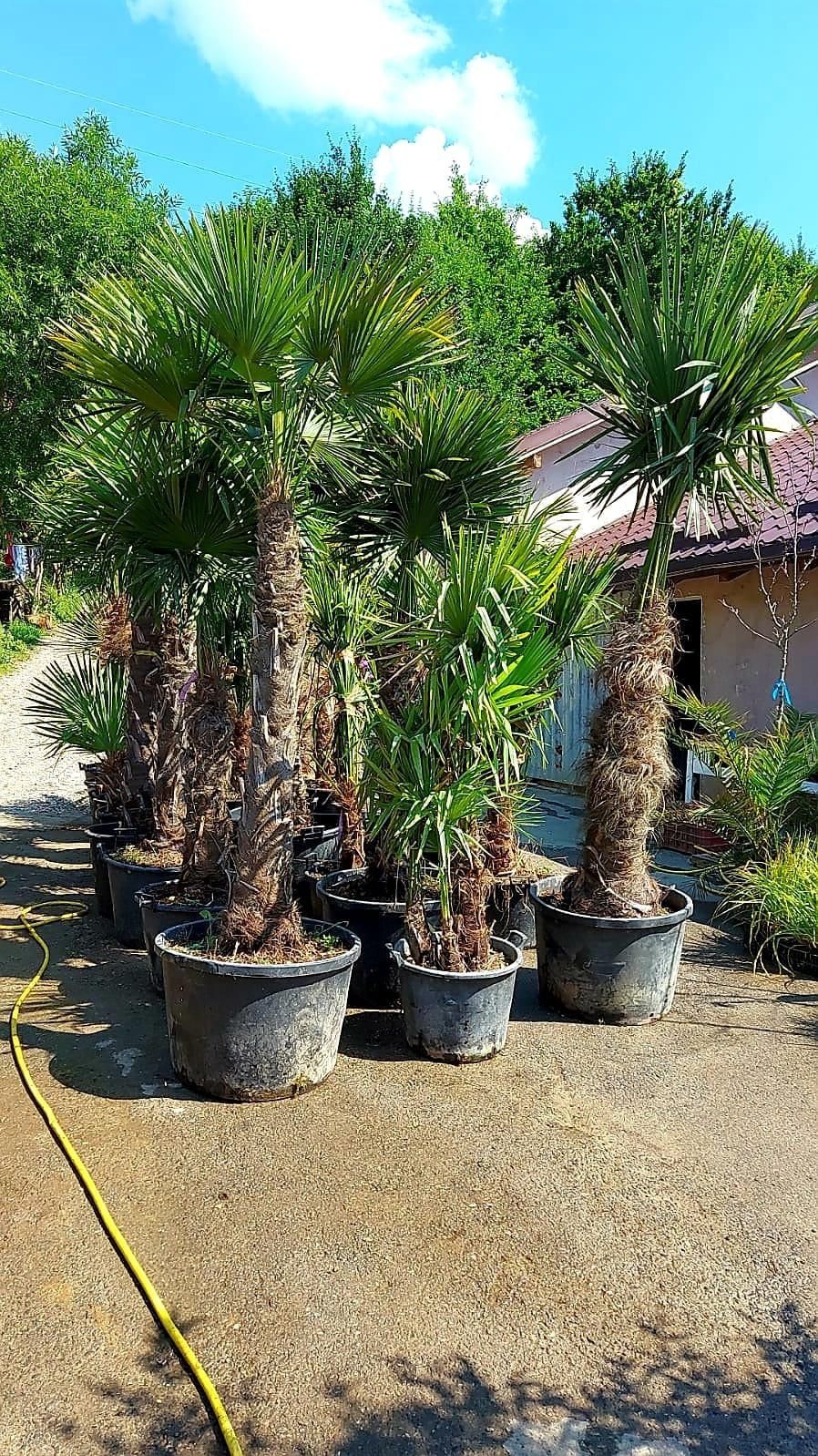 Vindem palmierii care rezista la îngheț -18 grade