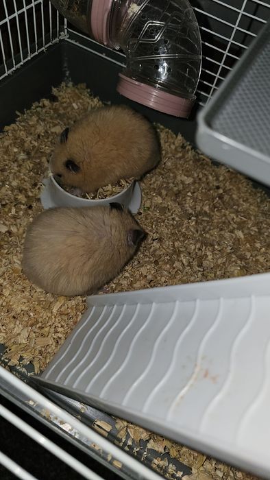 Продаётся клетка 4 этажная хомяки в подарок