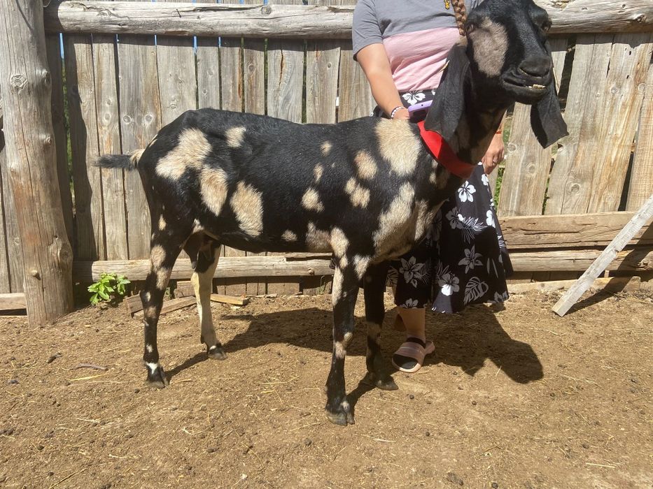 Vând capră anglo nubian