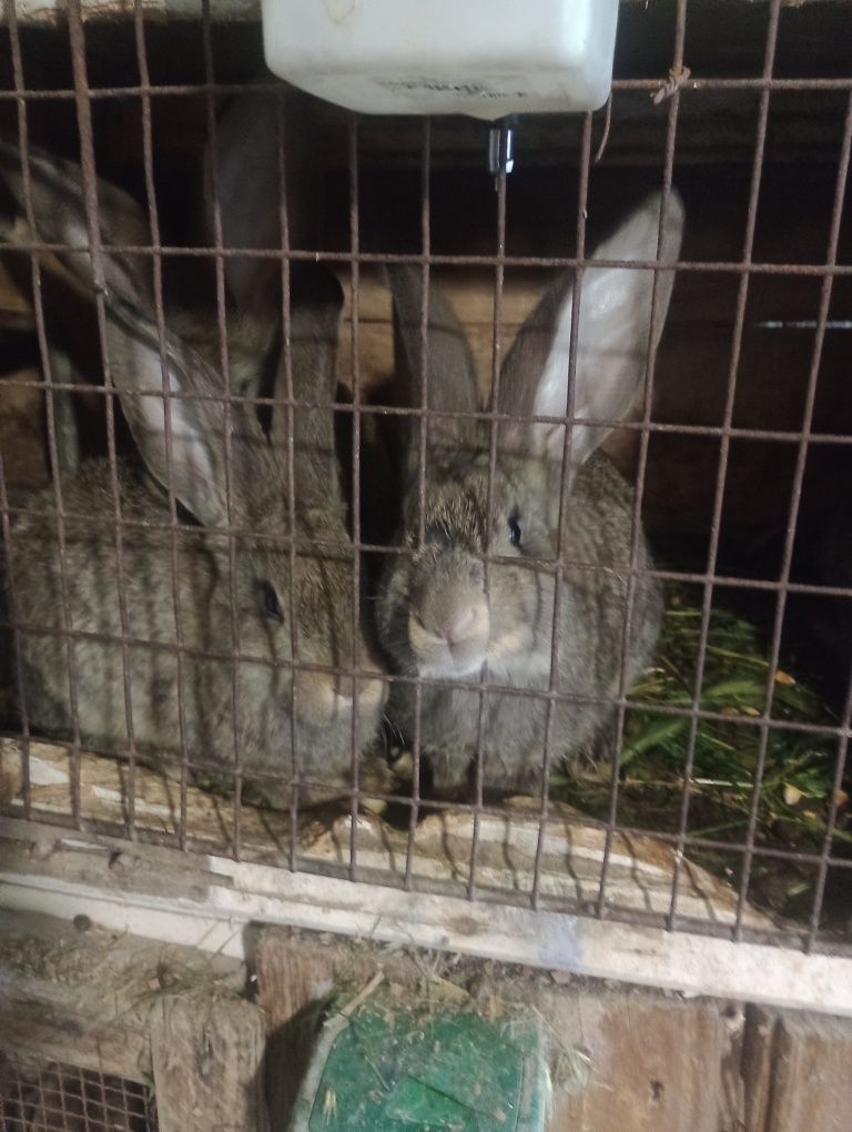Iepurași de vânzare 2 luni