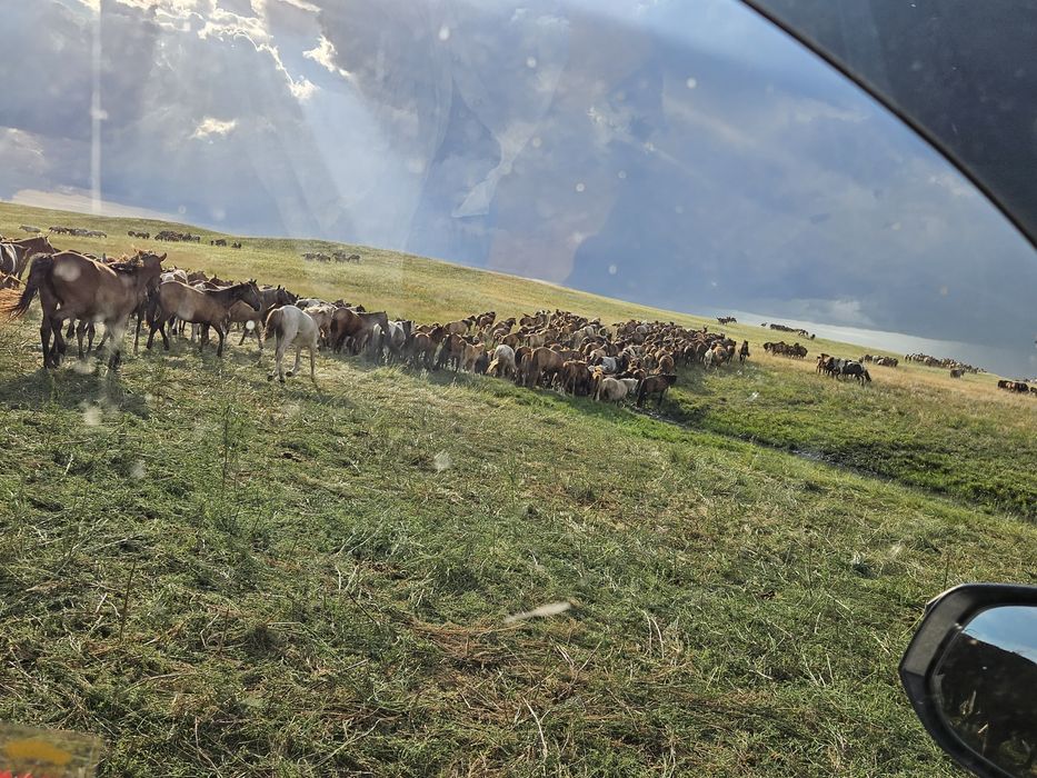 Продам ферму 10 000 гектар