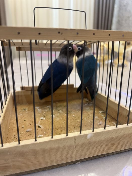 Nerazluchka tayyor par