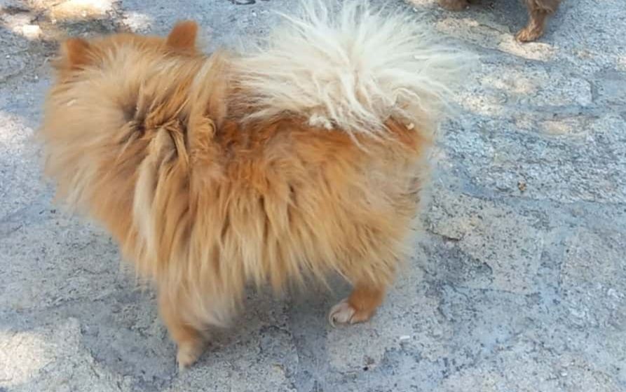 Продавам мини шпиц померани