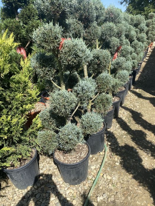 Plante ornamentale tei stejar platani