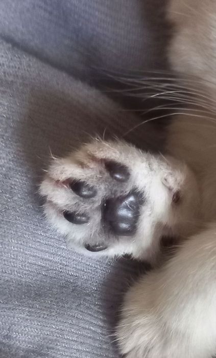 Продаются котёнок мальчик 1 месяц скоттиш-фолд правильная вязка чисток