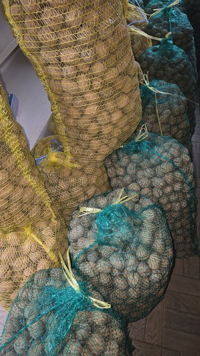 Орехи сорт "Чандлър" размер на черупката 32-34мм, 34-36 мм.