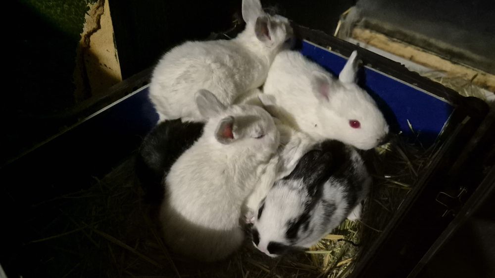 Соглом куёнчалар