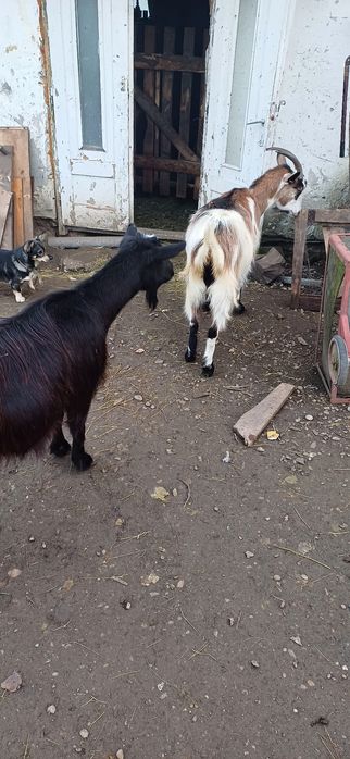 De vânzare 3 capre si un țap sannen