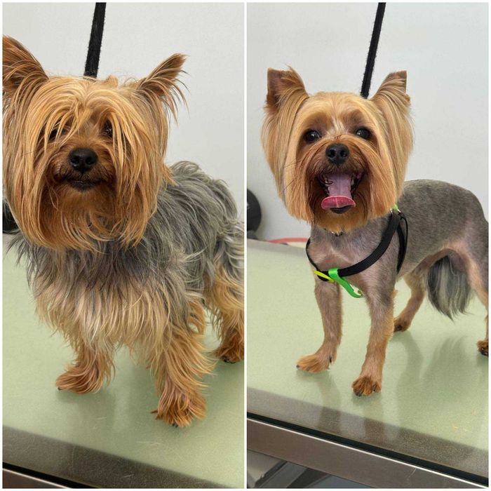 Домашен любимец -куче