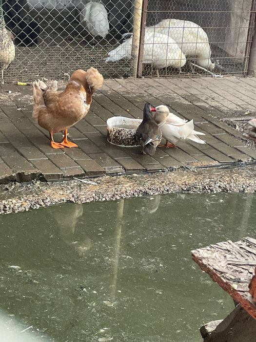 Rațe mandarine 2025