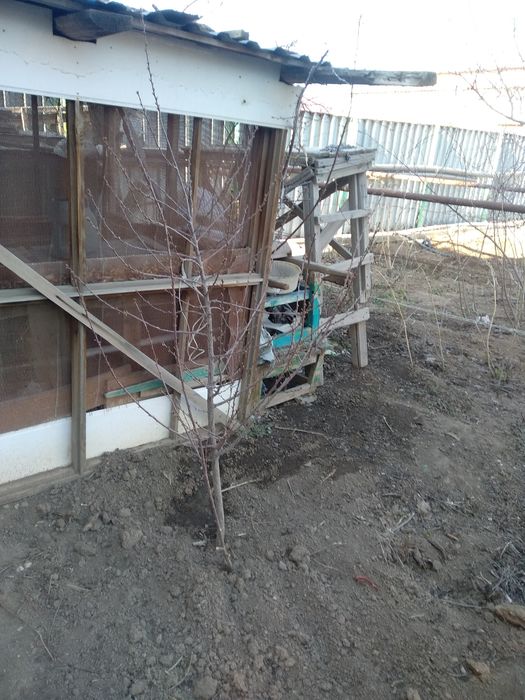 Продам саженцы деревьев