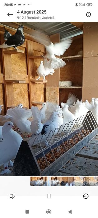 Porumbei de ornament  voltati