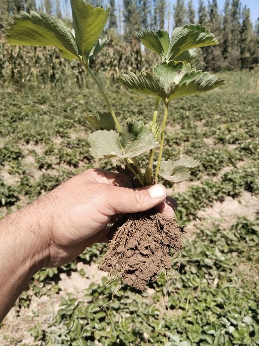 Alba , Kler koʻchatlari bor  kelishilgan narxlarda