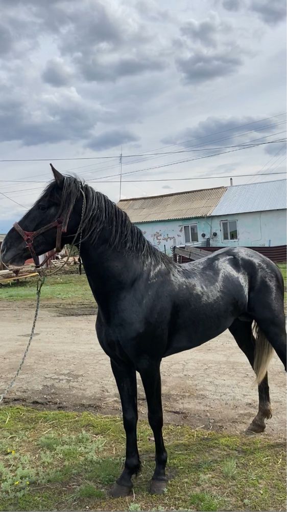 Айғыр,жеребец ,көкпар,бәйге