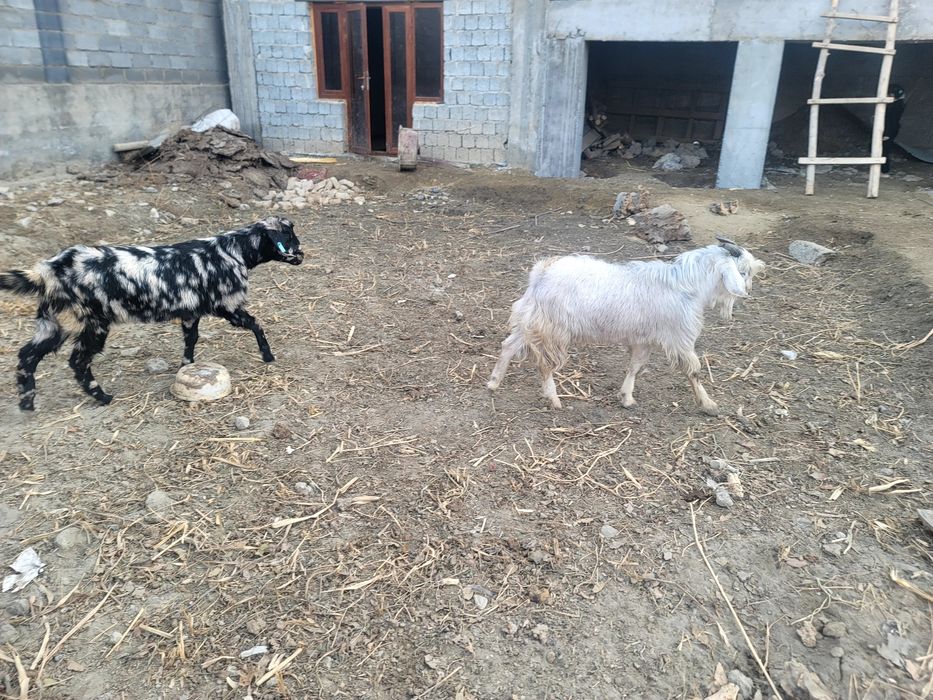 Пародтпроиппшльппп