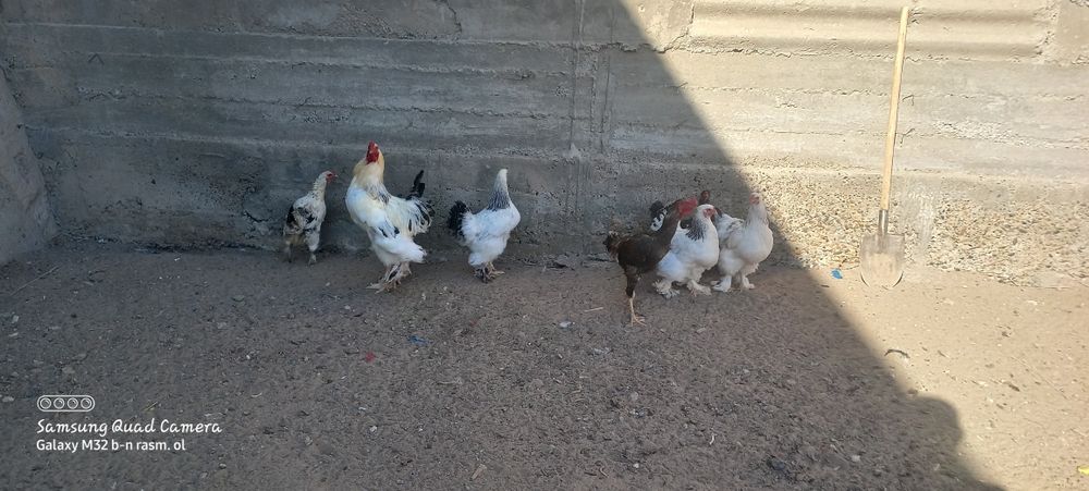 Svetli bramma sotila  1 ta xòroz 3 ta tovuq