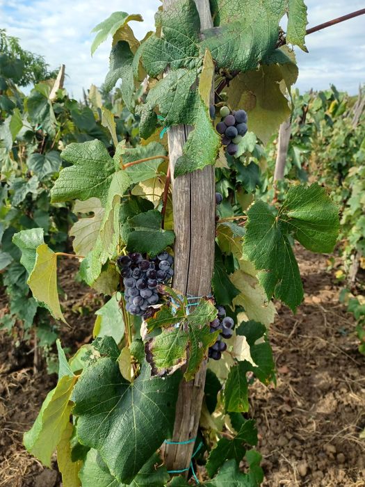 Vând struguri pentru vin