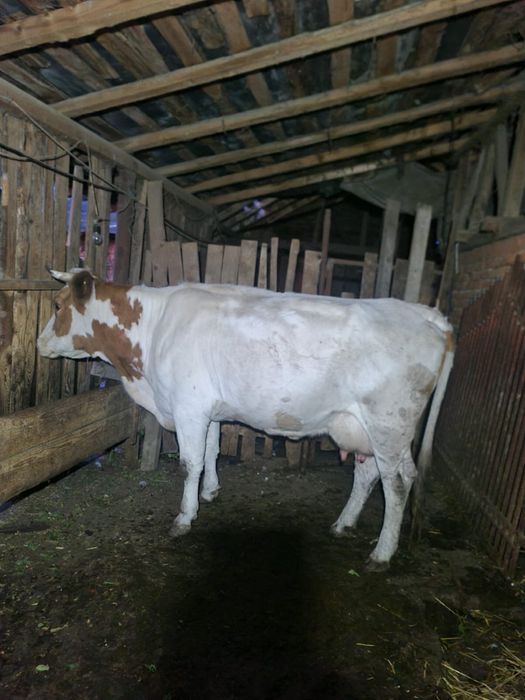 Vaca tanara pentru abator