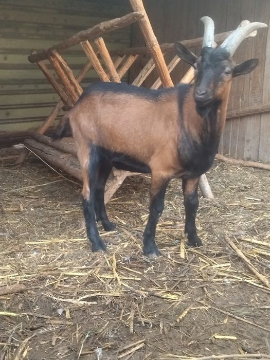 Vând țap/capre alpin franceza