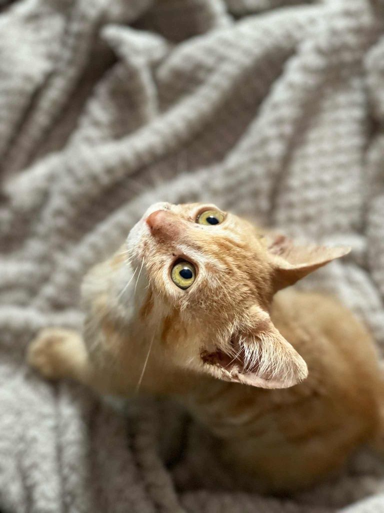 Подаряваме коте на 2 месеца