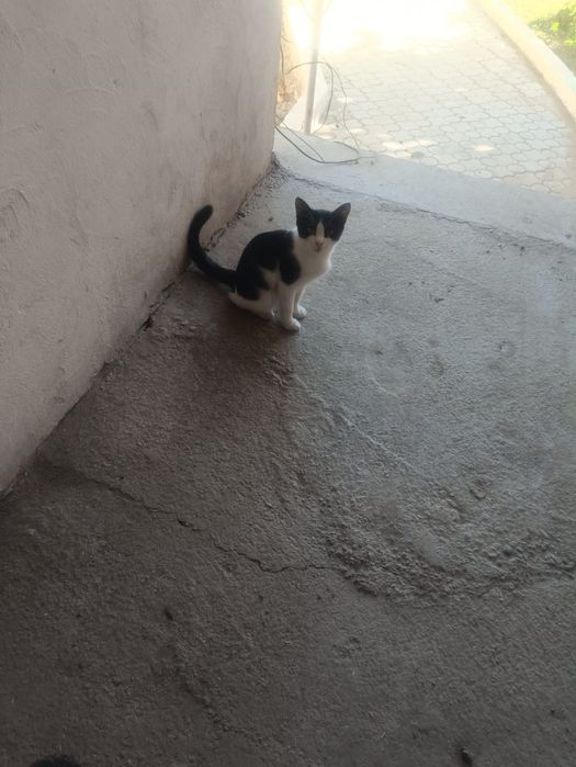 Мысық, өте ақылды ұрғашы мысық, өзіне мейірімді адам іздейді...