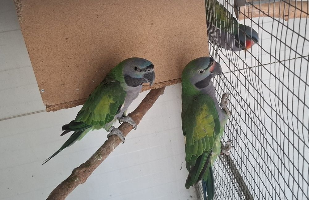 Папагали Китайски Александър/двойка