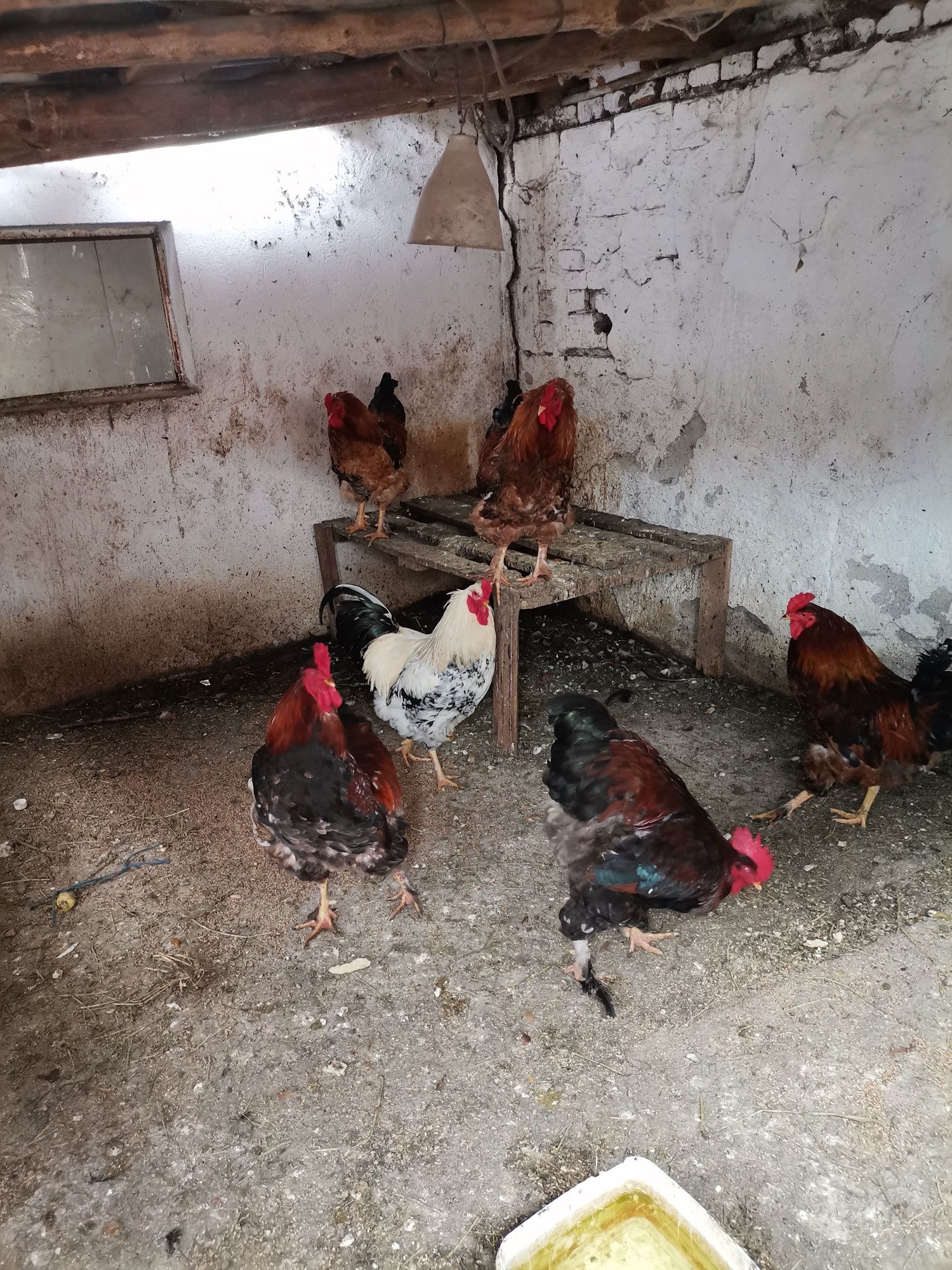Продаване на петли