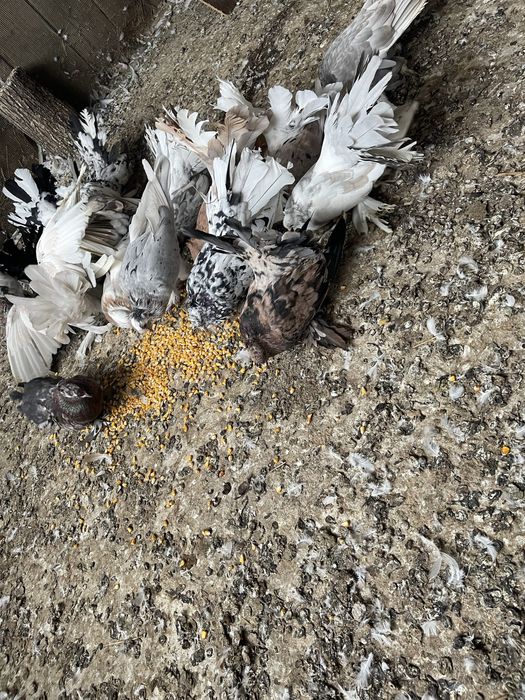 Vand porumbei indieni