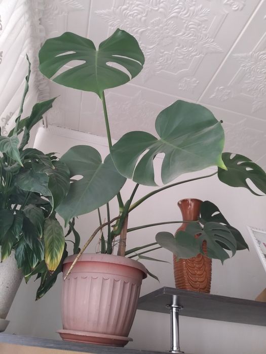 Продаю комнатные растения .