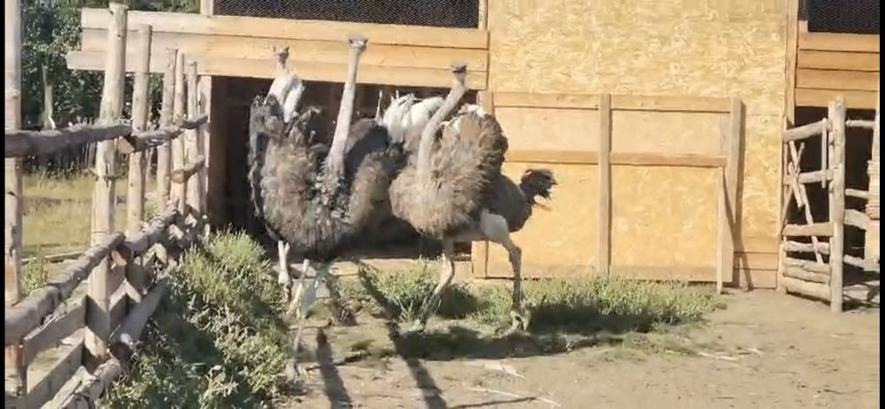 Vând familie de struți (2 ani)